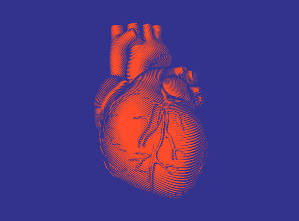 wzornik grawerowanie drewna ludzkiego serca wektor ilustracji - heart shape human vein love human artery stock illustrations