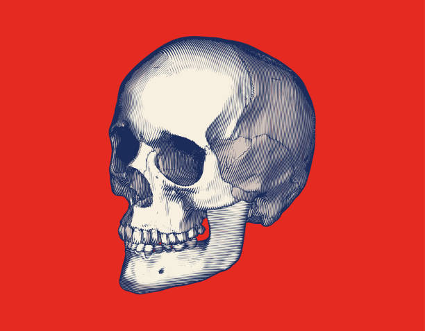 Retro engraving skull side view illustration isolated on red BG Monochrome blue vintage engraved drawing human skull close jaw perspective side view vector illustration isolated on red background sphenoid bone stock illustrations