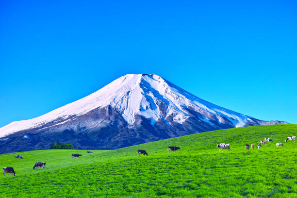 Landscape image of a highland ranch where snow-capped Mount Fuji and dairy cows were grazing