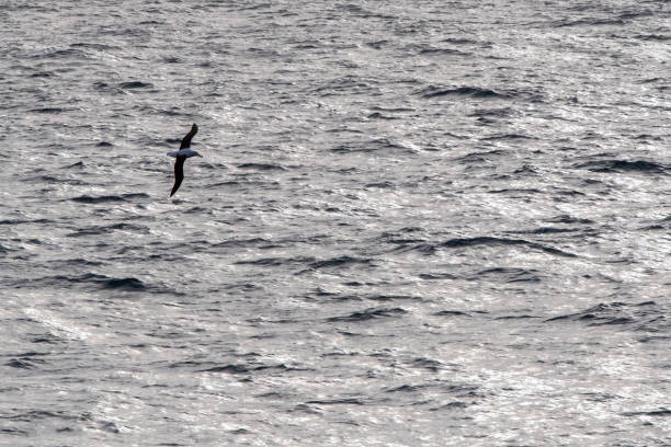 istock Northern Royal Albatross (Diomedea sanfordi) 1269779514