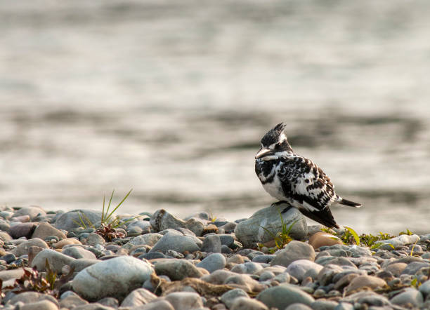 istock Pied Kingfisher in India 1269779520