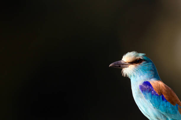 istock Abyssinian Roller, Coracias abyssinicus 1269782456
