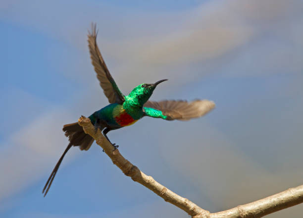 istock Male Beautiful Sunbird (Cinnyris pulchella pulchellus) in flight 1269782460