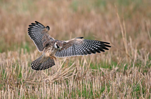 istock Red-footed Falcon, Falco vespertinus 1269782542