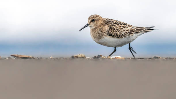 istock Juvenile Baird's Sandpiper (Calidris bairdii) 1269782543