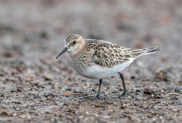 istock Juvenile Baird's Sandpiper (Calidris bairdii) 1269783127