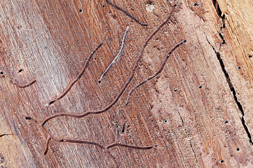 abstract of termite track on wooden background