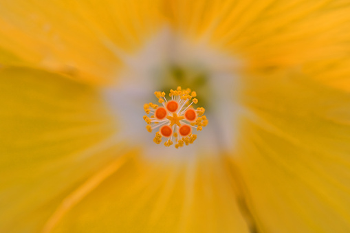center of a bright yellow hibiscus flower