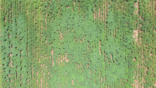 istock Top view of green cassava field 1269784979