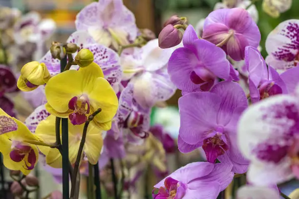 Photo of Purple and yellow orchids on a blurred floral background, selective focus.