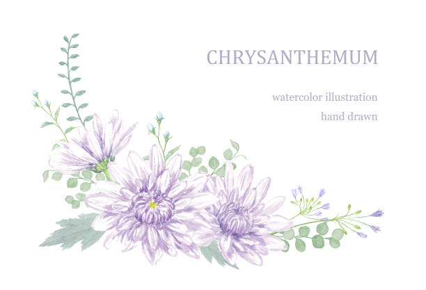 aquarell-illustration von chrysantheme. - fresh cut flowers stock-grafiken, -clipart, -cartoons und -symbole