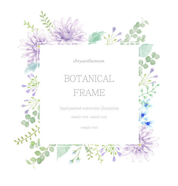 Watercolor illustration  of chrysanthemum frame. Watercolor illustration  of chrysanthemum frame. purple illustrations stock illustrations
