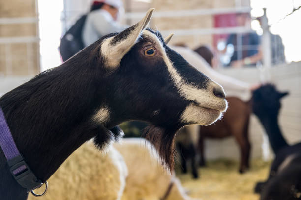 istock A white and black goat in Phoenix, Arizona 1269788191