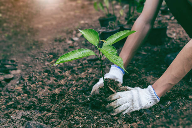 Planting a tree. Close-up on young man planting the tree while working in the garden. Planting a tree. Close-up on young man planting the tree while working in the garden. Soil Planting and Seeding concept. planting a tree stock pictures, royalty-free photos & images