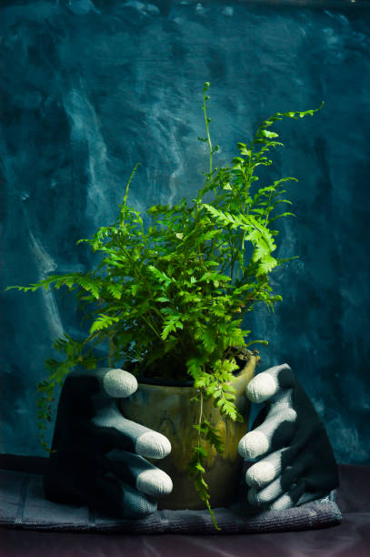 Gloves Holding Plant stock photo