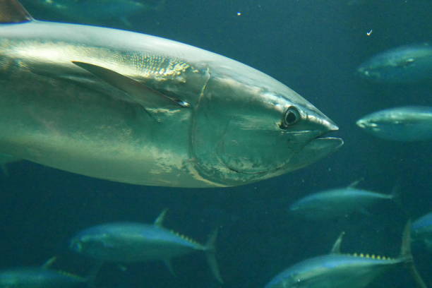 istock School of tuna fish 1269789859
