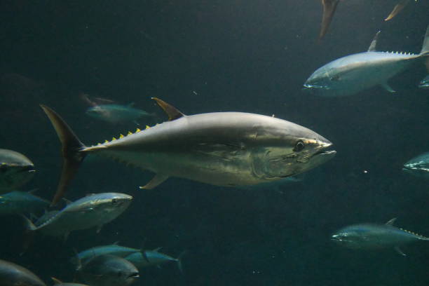 istock School of tuna fish 1269789860