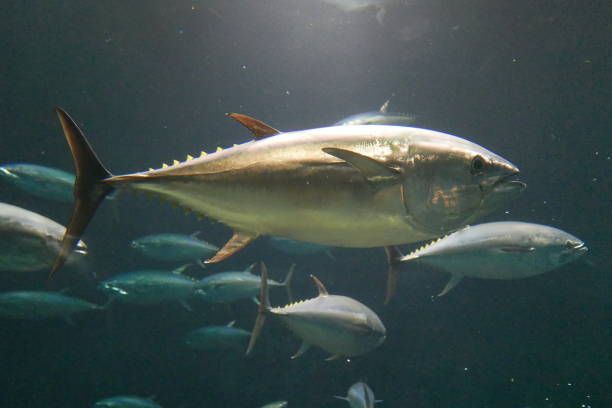 istock School of tuna fish 1269789872