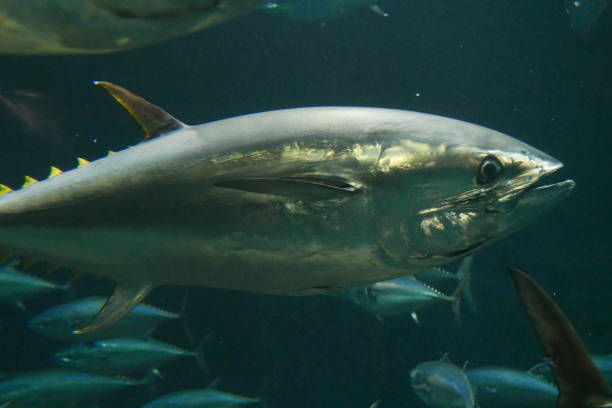 istock School of tuna fish 1269789874