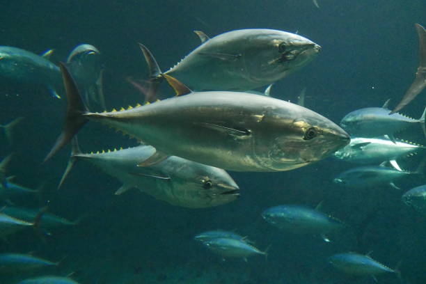 istock School of tuna fish 1269789878