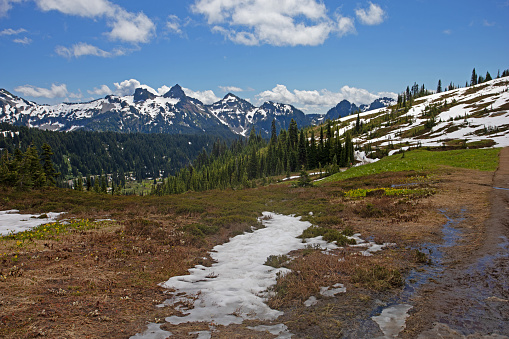 segment of the walking path at Mount Rainier National Park, WA