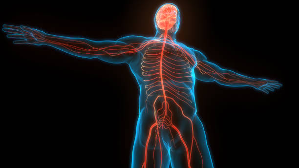 istock Central Organ of Human Nervous System Brain Anatomy 1269792009