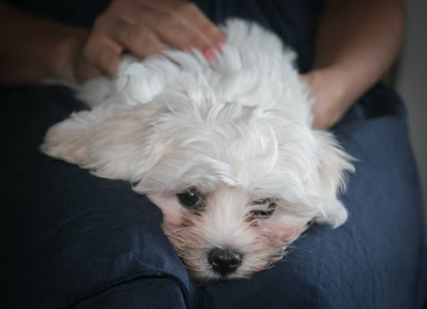 istock Portrait of a cute white long-haired Maltese 1269792690