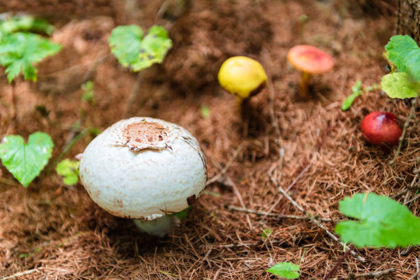 Mushrooms grow in coniferous fields in pine forests