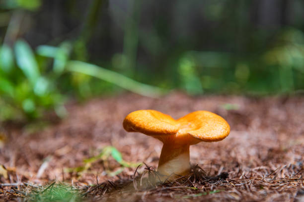 Mushrooms grow in coniferous fields in pine forests