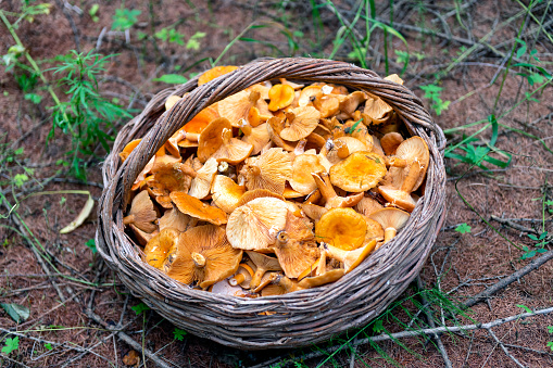 Brown basket full of forest mushrooms