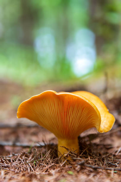 istock Mushrooms grow in coniferous fields in pine forests 1269792725