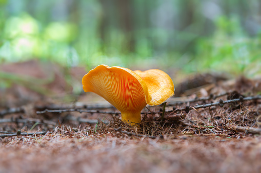 Mushrooms grow in coniferous fields in pine forests