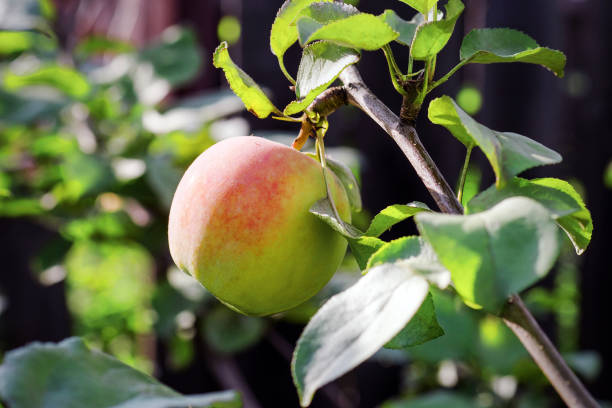 istock ripe yellow and red apple hanging on branch under sunlight 1269794494