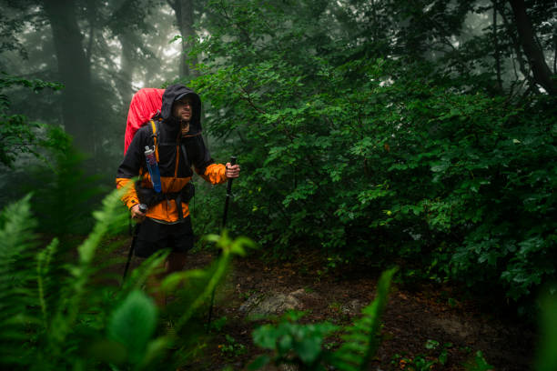 istock The traveler walks through the misty forest 1269796798