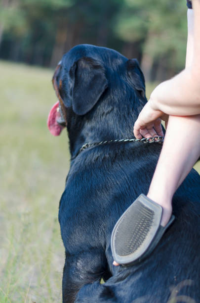 istock Caring for dog Rottweiler breed 1269796867