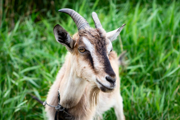 istock Domestic smoke goat grazing in green grass 1269797886