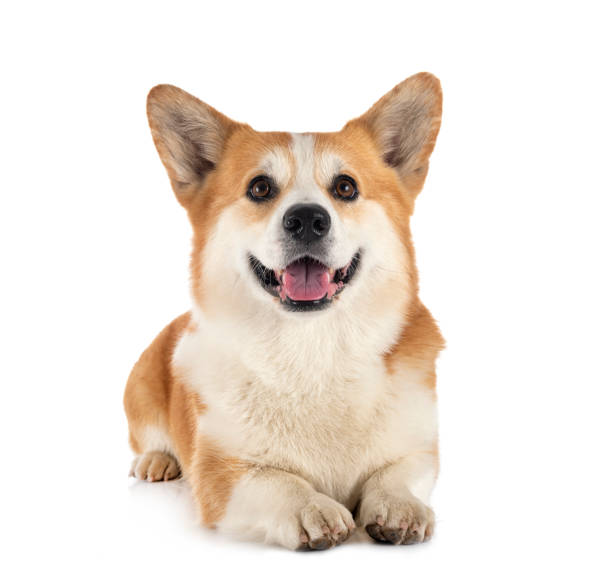 istock Pembroke Welsh Corgi 1269798920