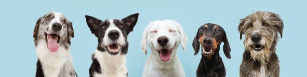 Banner five  happy dogs  smiling on colored blue backgorund with closed eyes and smile expression. Banner five  happy dogs  smiling on colored blue backgorund with closed eyes and smile expression in a row. hound photos stock pictures, royalty-free photos & images