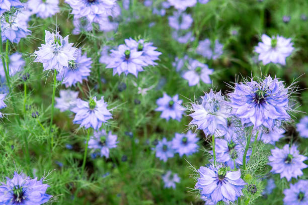 nigella damascena in voller blüte - nigella sativa stock-fotos und bilder