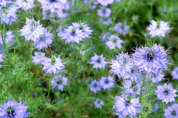 Beautiful nature scene with blooming Nigella damascena flowers. Selective focus