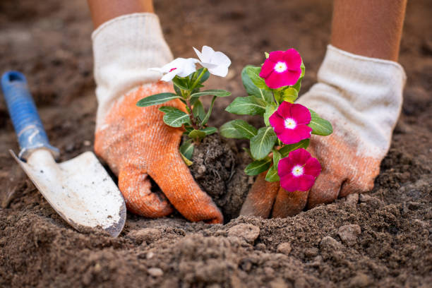 181,700+ Planting Flowers Stock Photos, Pictures & Royalty-Free Images ...