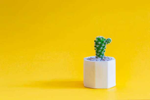 istock Cactus or succulent plants in pots, over yellow background. 1269806661