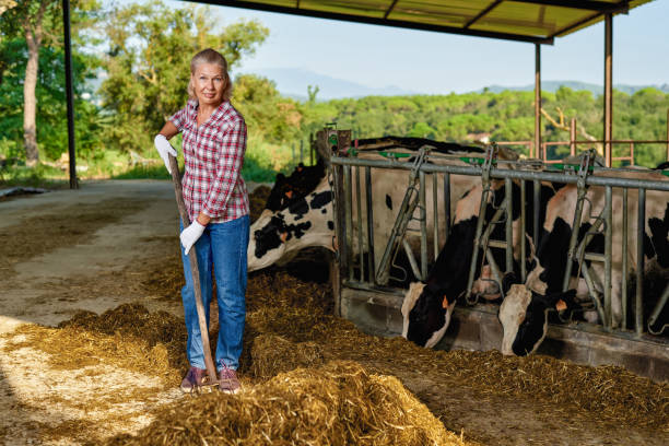 istock Farmer woman is working on farm with dairy cows 1269807930