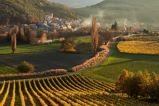 Vineyards and the village of Valserres in Autumn at sunset. Winery and grape vines in the Hautes-Alpes (05), Avance Valley, Alps, France
