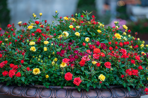 Beautiful red, pink and yellow roses in a stone flower pot in a tropical garden in the city of Danang, Vietnam, close up