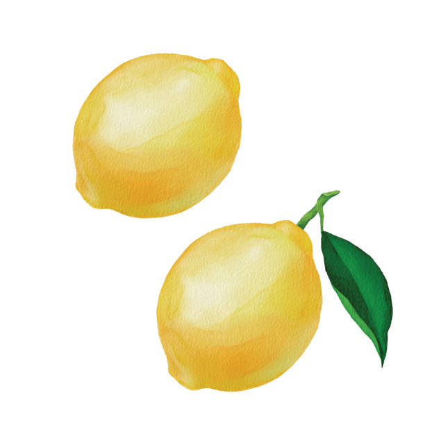 수채화 레몬 - lemon isolated clipping path white background stock illustrations