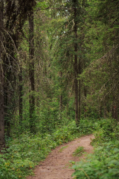 istock Pine forest in the mountain at summer day 1269810582