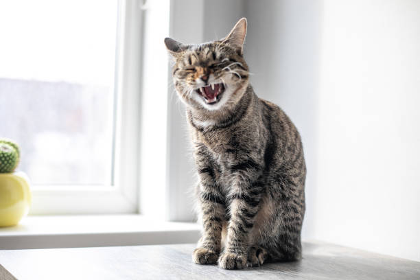 istock The cat sits on the table and looks out the window 1269810733