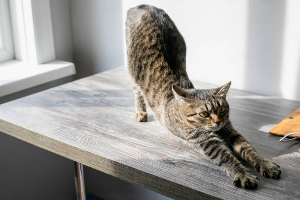 istock The cat sits on the table and looks out the window 1269810746