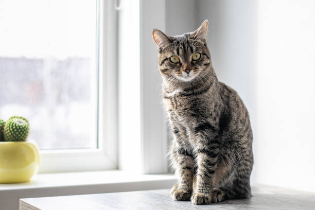 istock The cat sits on the table and looks out the window 1269810747